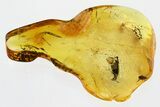 Detailed Fossil Beetle (Mycteridae) in Baltic Amber #335671-1